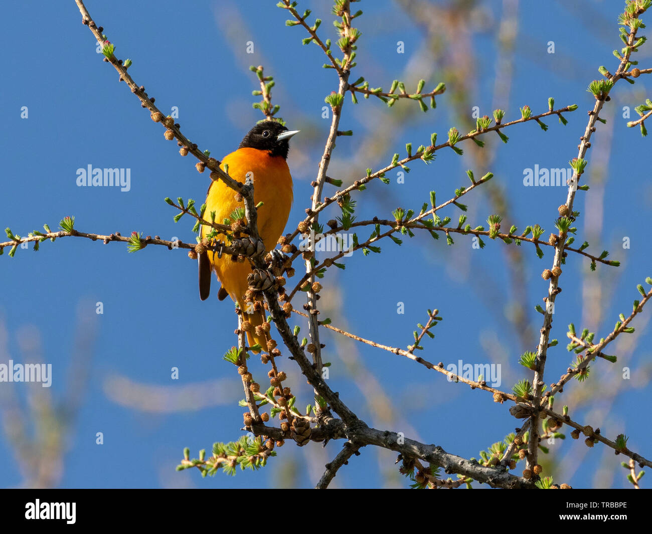 L'Oriole de Baltimore (Icterus galbula) perché sur un arbre en herbe, Ottawa, Canada Banque D'Images