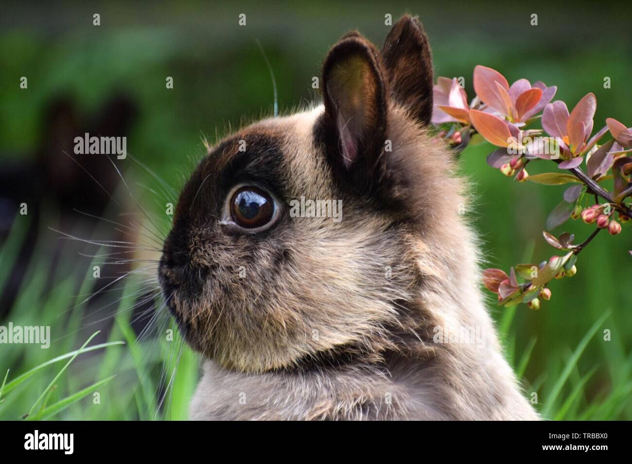 Portrait d'un lapin Banque D'Images