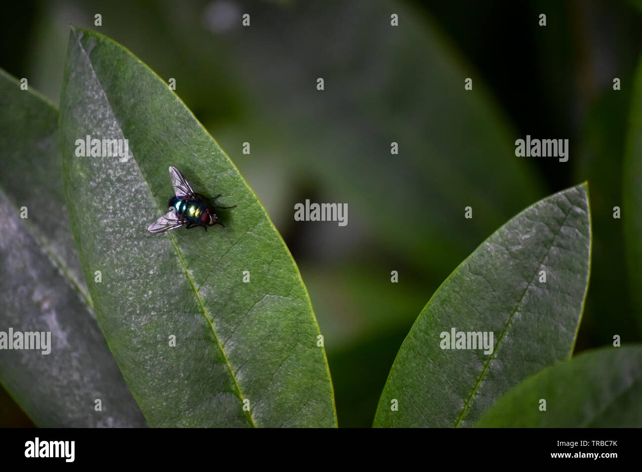 Close-up fly sur une feuille Banque D'Images