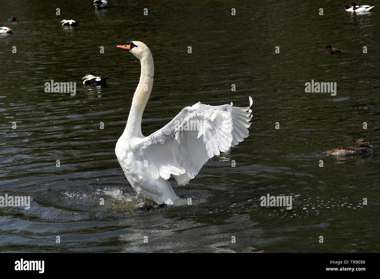 La sauvagine Slimbridge Wetlands Centre Banque D'Images