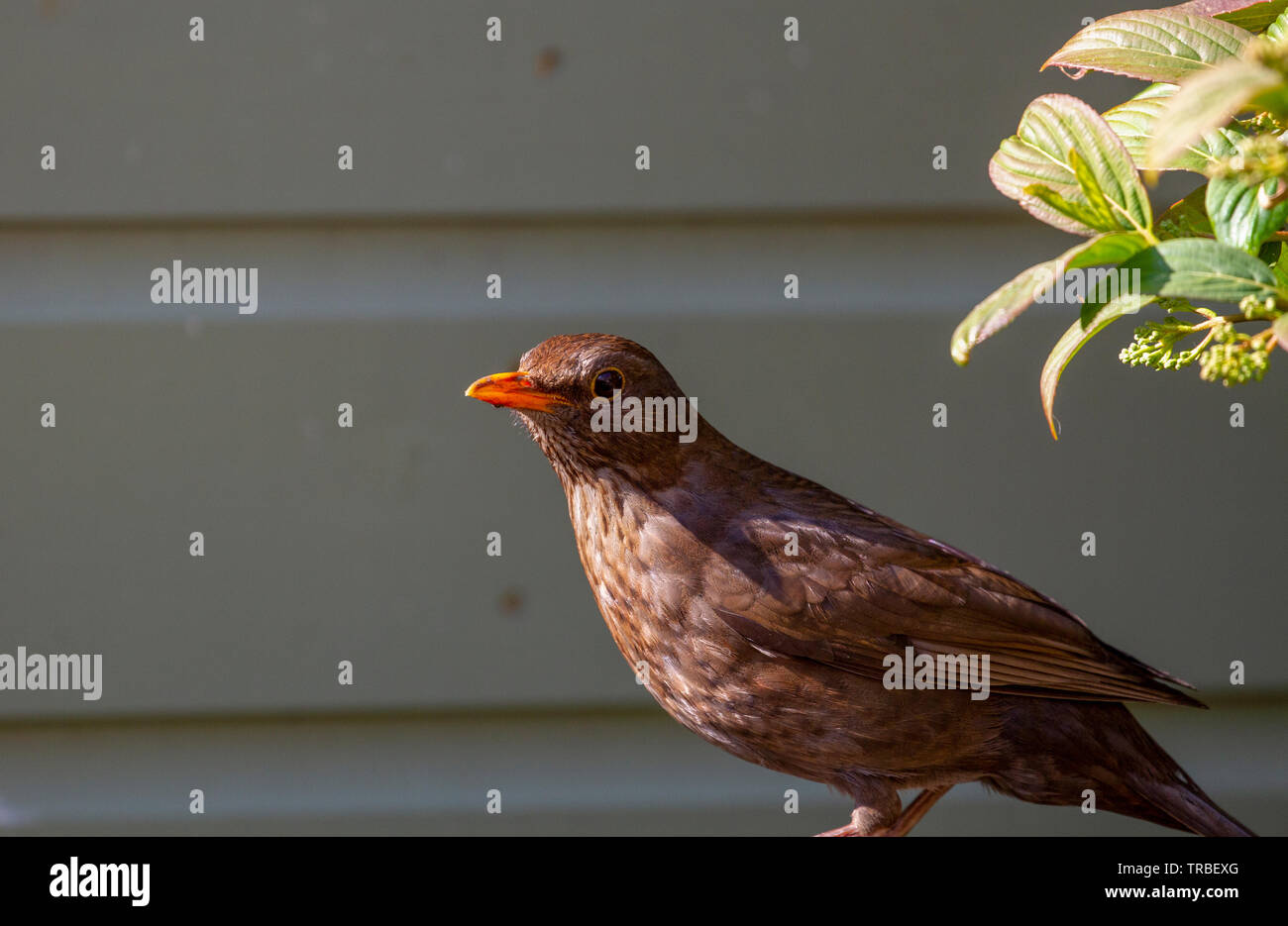 Blackbird femelle en jardin au printemps Banque D'Images