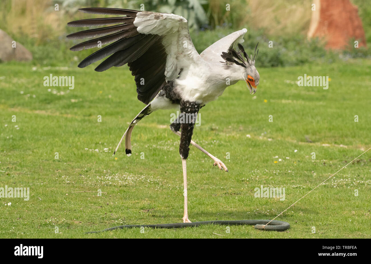 Oiseau Secrétaire Banque D'Images