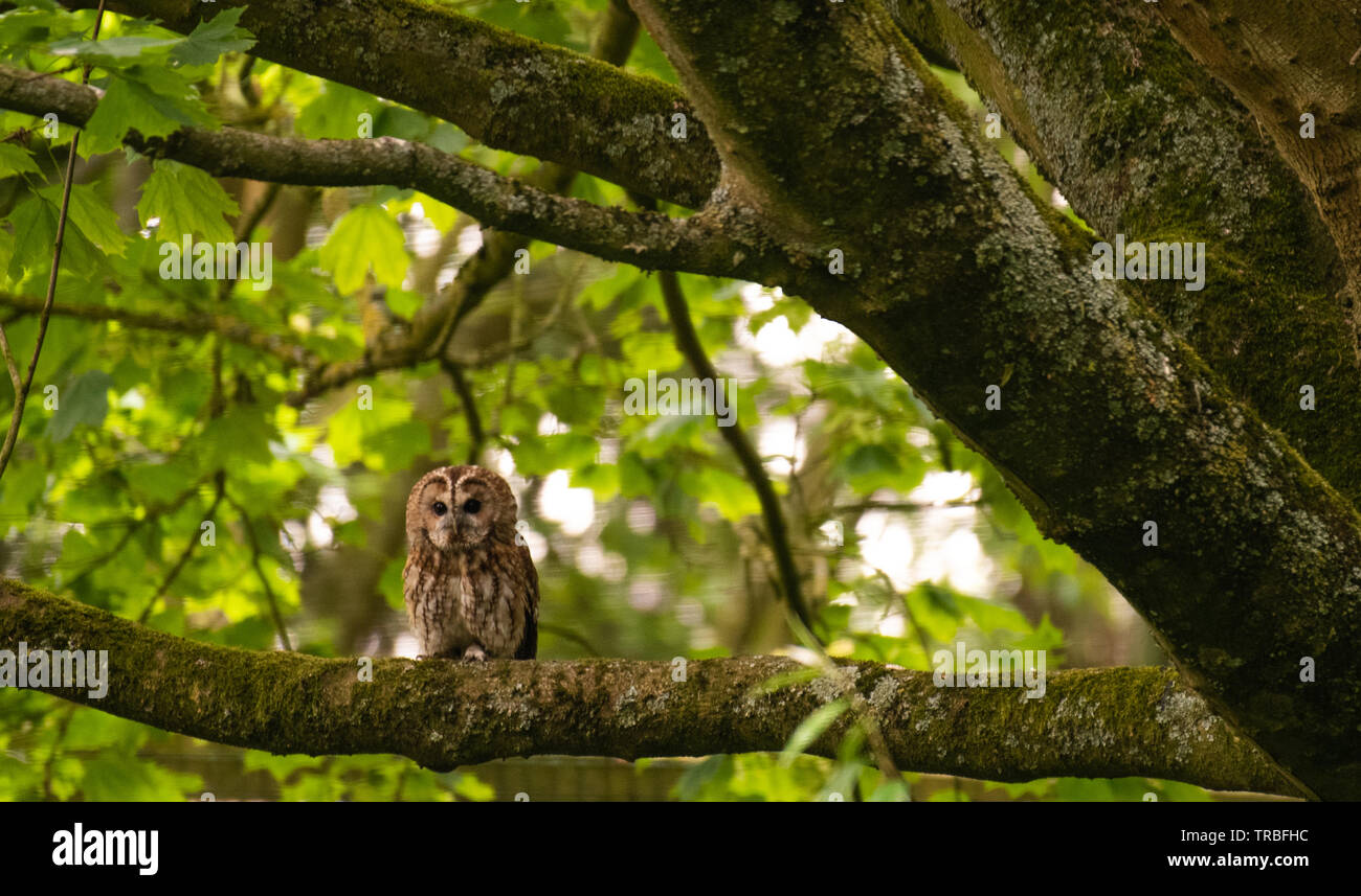 Twany Owl se percher dans l'arbre Banque D'Images