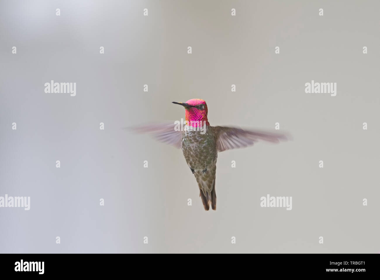 Anna's Hummingbird Hovering mâle Banque D'Images