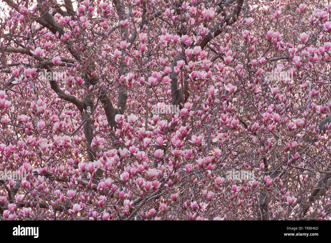 Saucer magnolia arbre derrière floraison Steinberg Rink at St. Louis Forest Park, près de coucher du soleil sur un ciel nuageux le soir d'avril. Banque D'Images Saucer magnolia arbre derrière floraison Steinberg Rink at St. Louis Forest Park, près de coucher du soleil sur un ciel nuageux le soir d'avril. Banque D'Images