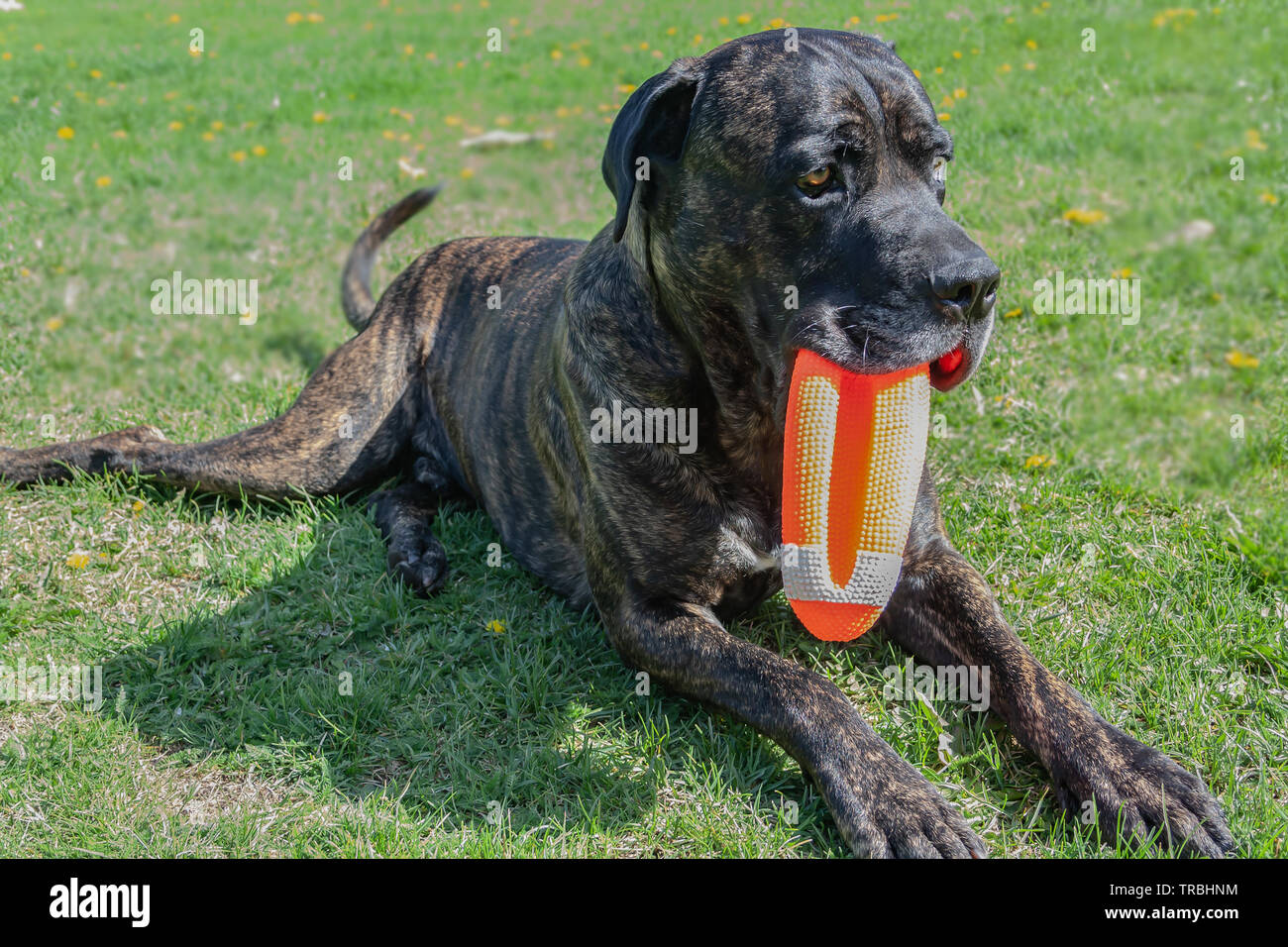 Une belle canne-corso chien qui joue avec un jouet dans la cour sur une journée ensoleillée Banque D'Images