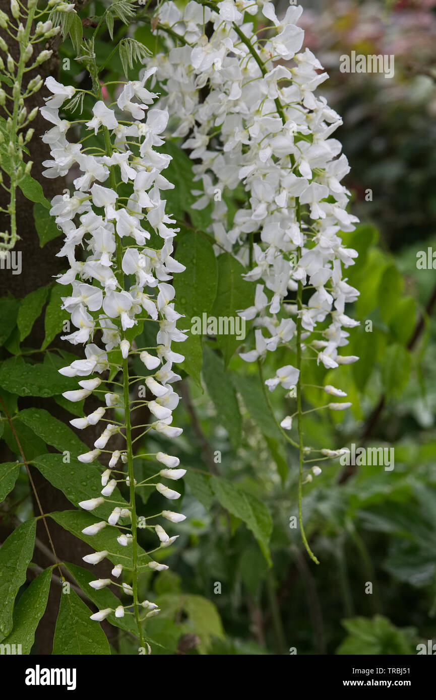 Japonais blanc glycines, Wisteria floribunda 'Alba' Banque D'Images