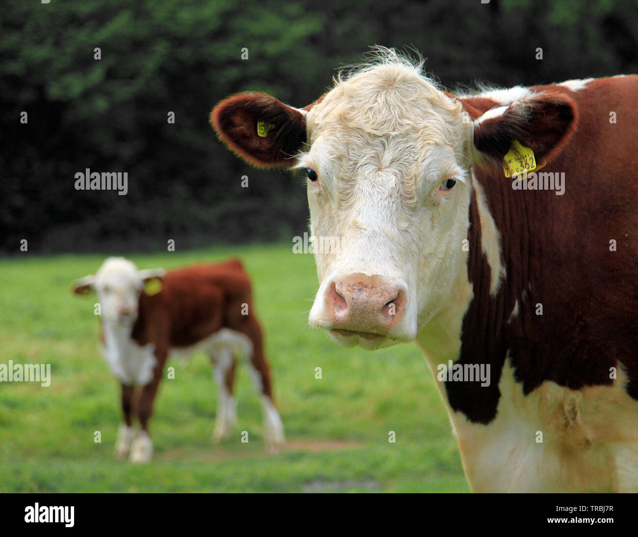 Vache et veau Banque D'Images