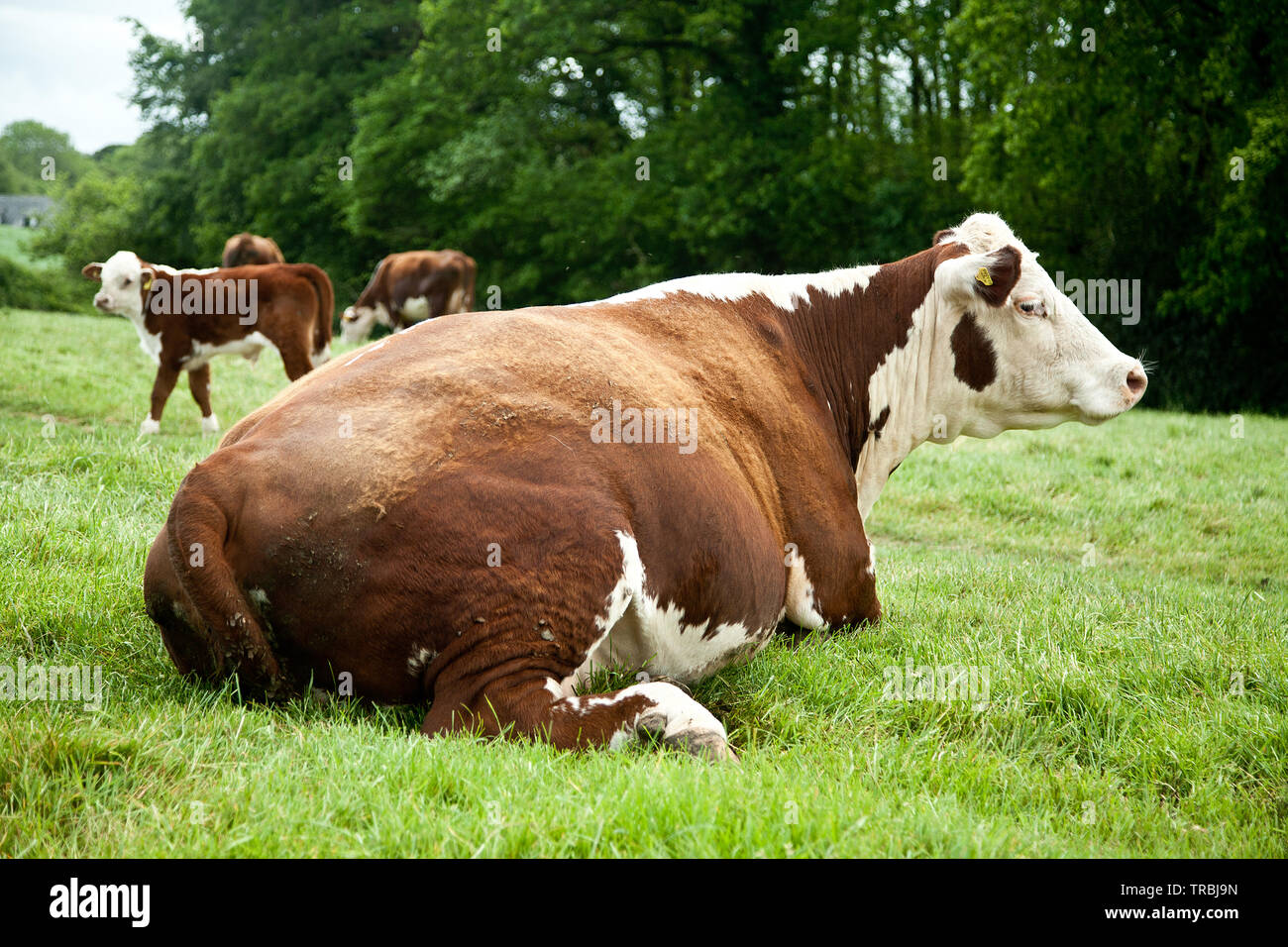 Vache et veau Banque D'Images