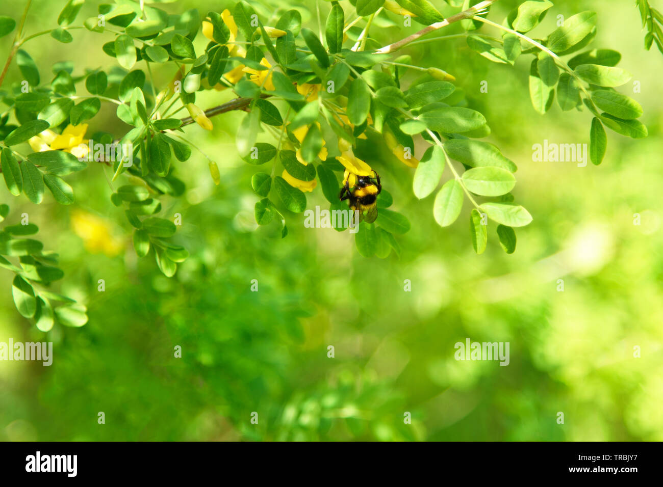 La fin du printemps Décors : Acacia Tree Branch et Bee Gathering Nectar dans jardin à Sunny Day Banque D'Images