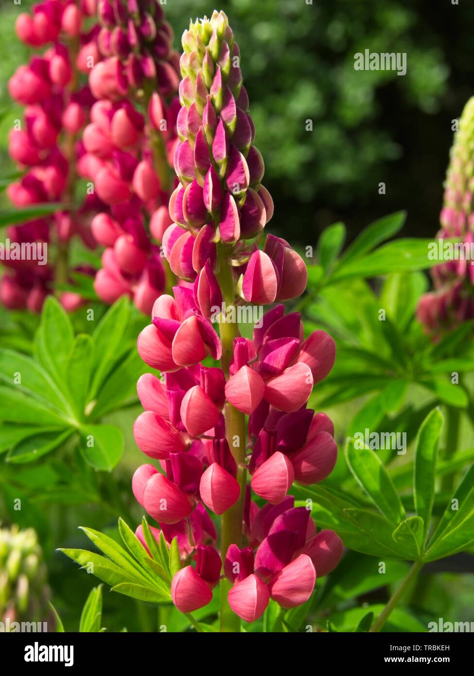 Lupin rouge fleur sur fond vert Banque D'Images