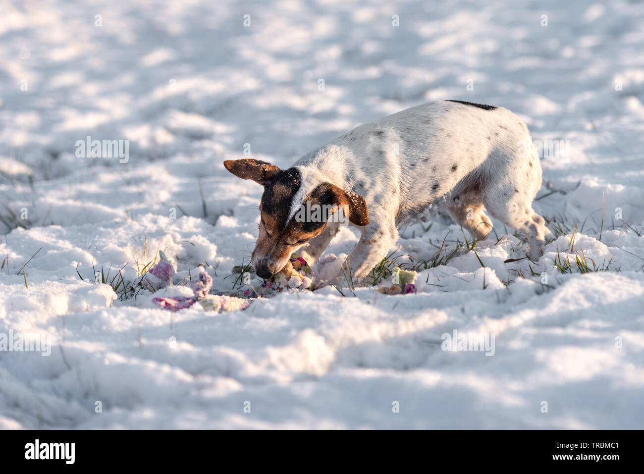 Jack Russell Terrier Chien De Chasse Petit Mignon Prend