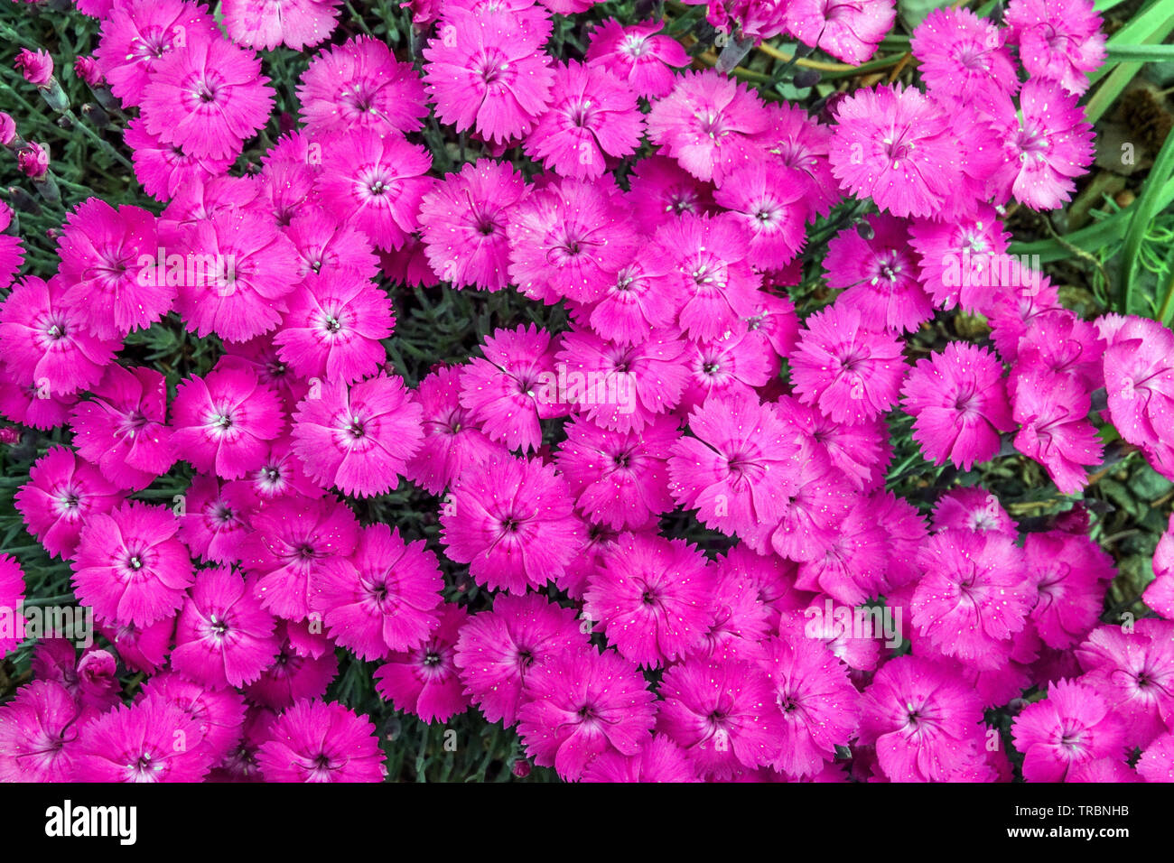 Rose Cheddar Dianthus Purple Flowers Rocker Blossoms Dianthus gratianopolitanus 'Whatfield Magenta' fleurs pétales jardin de roche fleuri jardin alpin Banque D'Images