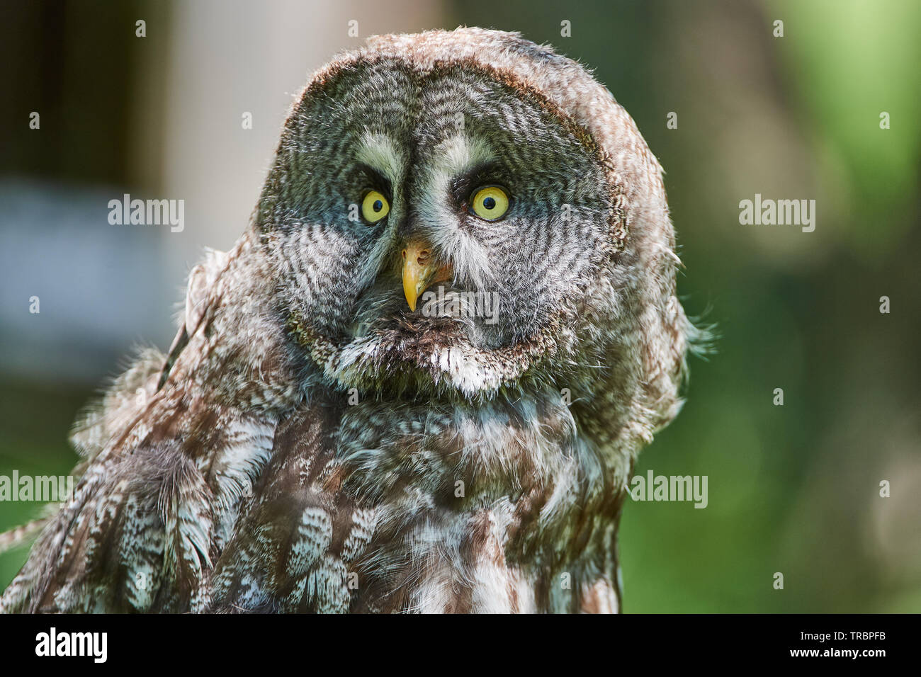 Bartkauz, Strix nebulosa, Vogel,Eule, Uhu, Vögel, Chouette lapone Banque D'Images