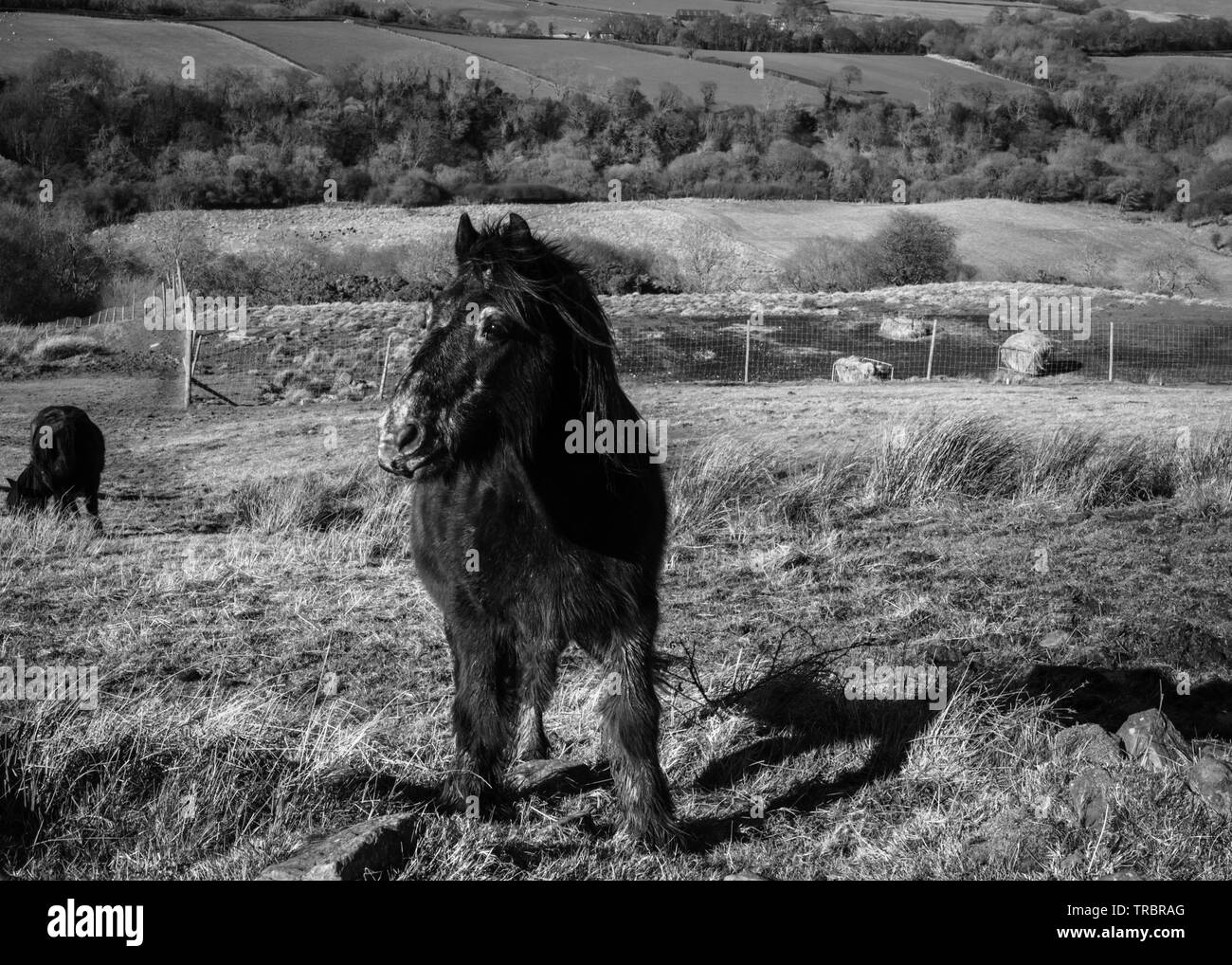 Image en noir et blanc de cheval noir. Banque D'Images