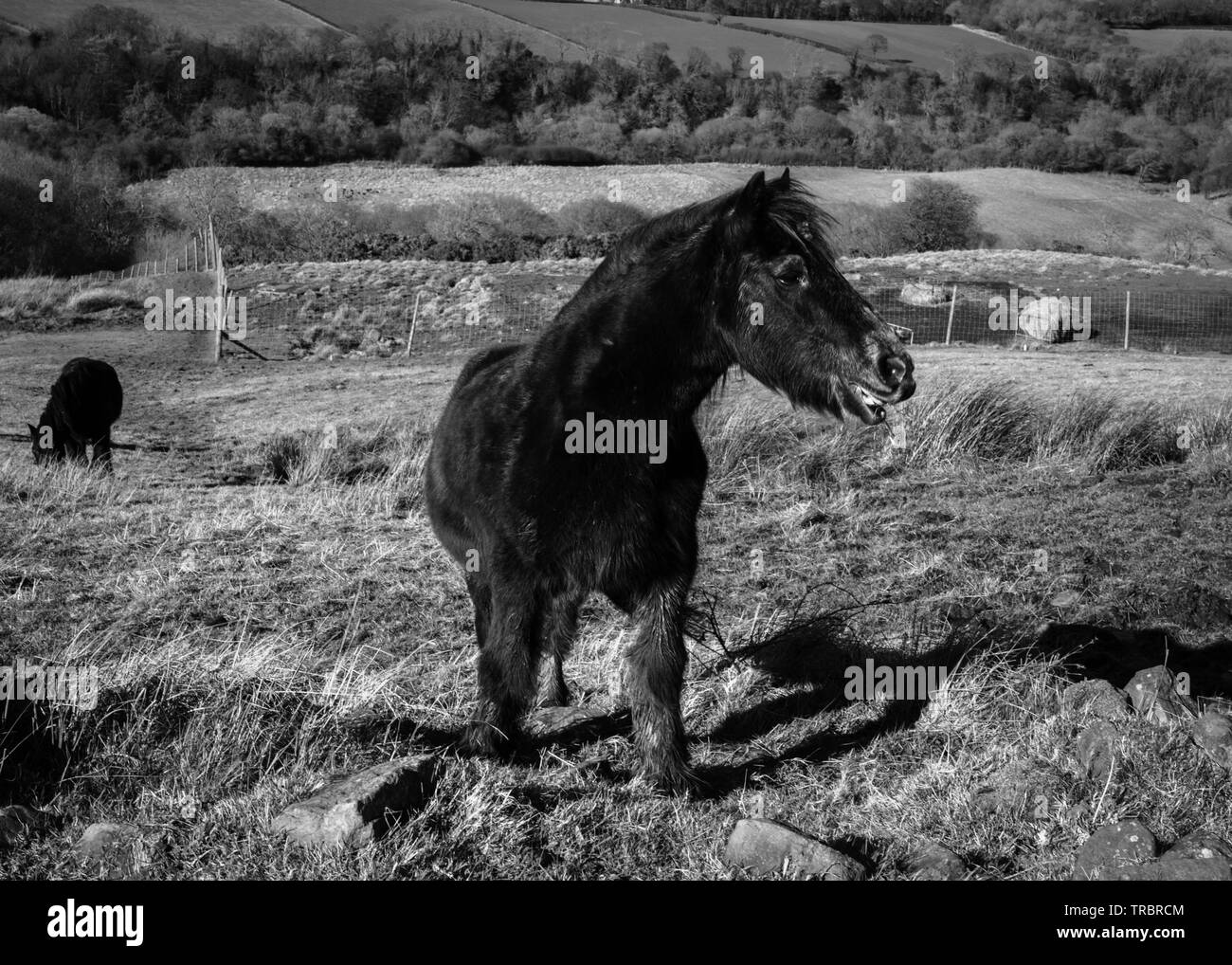 Image en noir et blanc de cheval noir. Banque D'Images