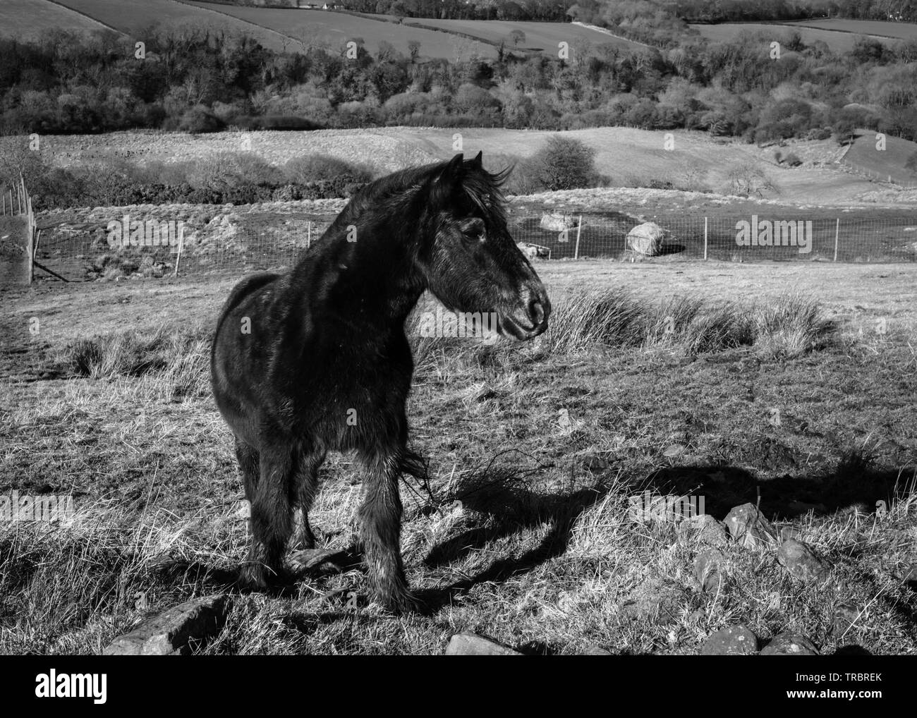 Image en noir et blanc de cheval noir. Banque D'Images