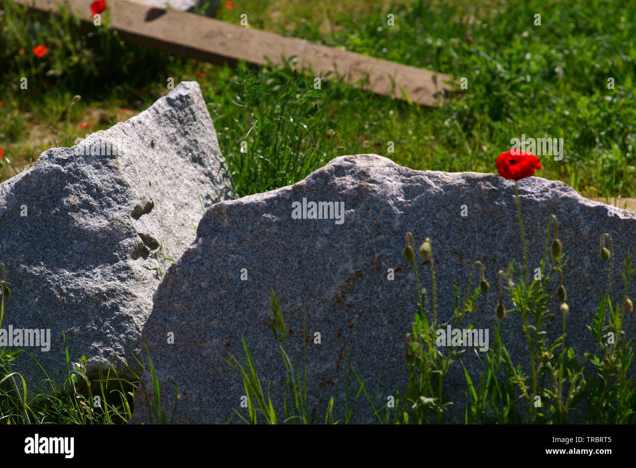 Une seule fleur de pavot rouge vif en face d'un bloc de granite. Banque D'Images