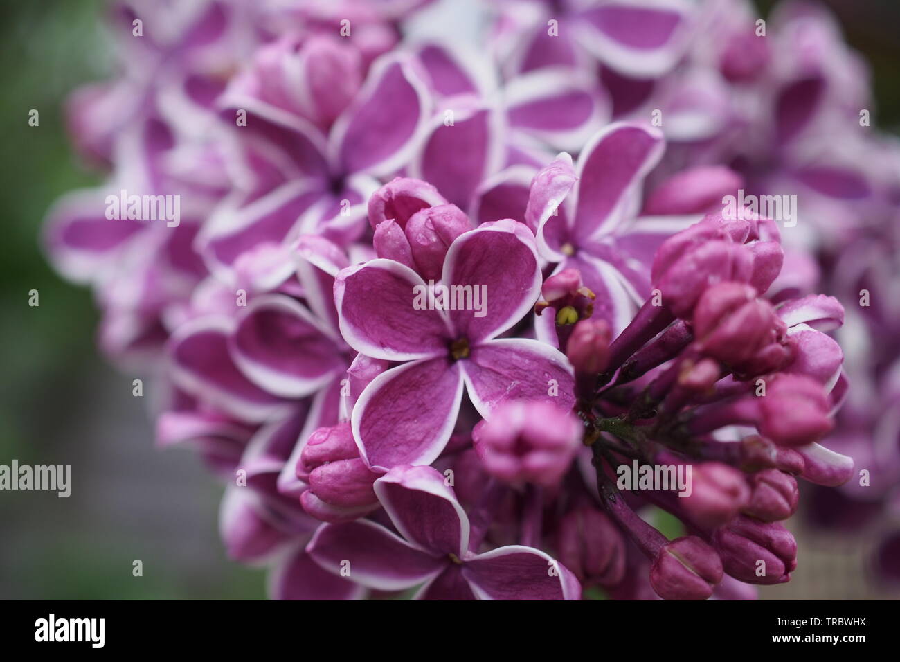 Détail d'une 'Sensation' lilas commun (Syringa vulgaris) sensation blossom poussant dans un jardin de Glebe, début de l'été 2019, Ottawa, Ontario, Canada. Banque D'Images