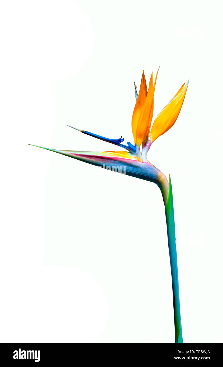 oiseau de paradis fleur de gros plan isolé sur un fond blanc Banque D'Images