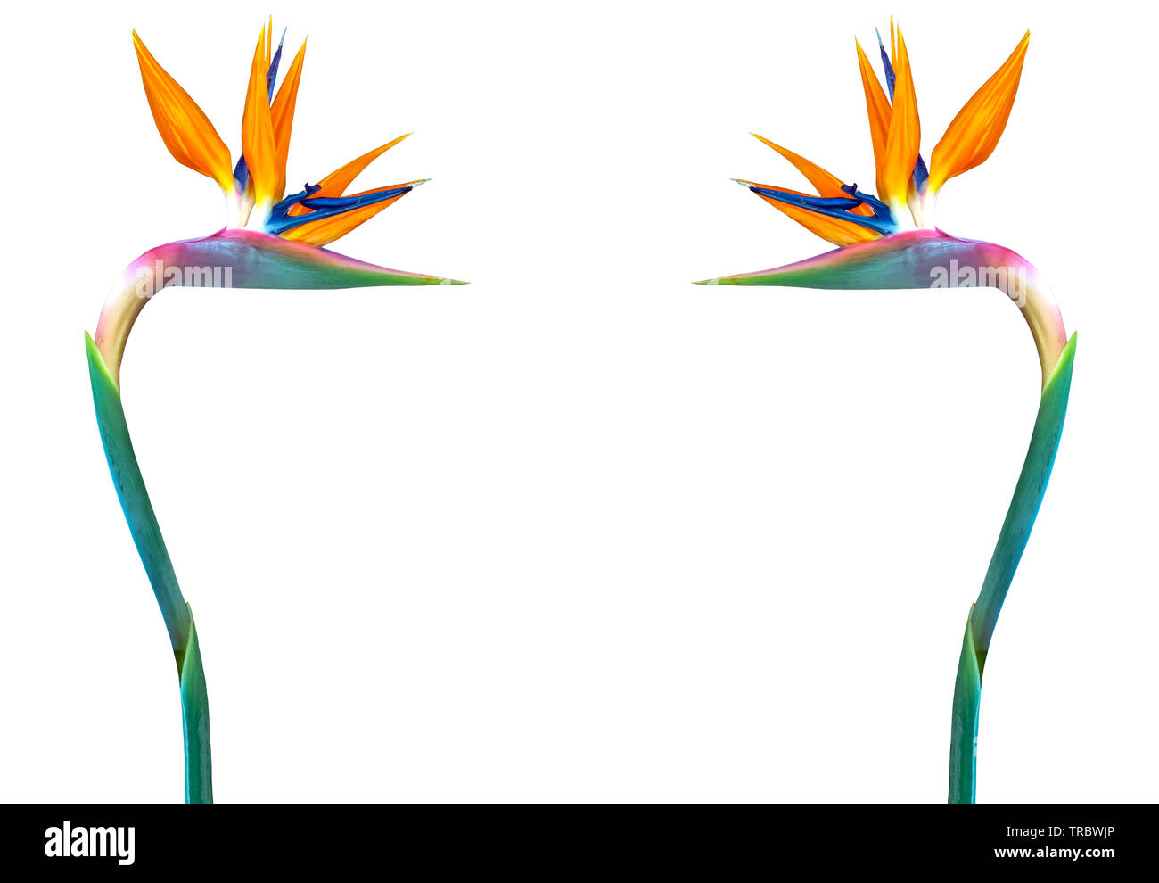 motif fleur oiseau de paradis sur fond blanc avec copie espace Banque D'Images