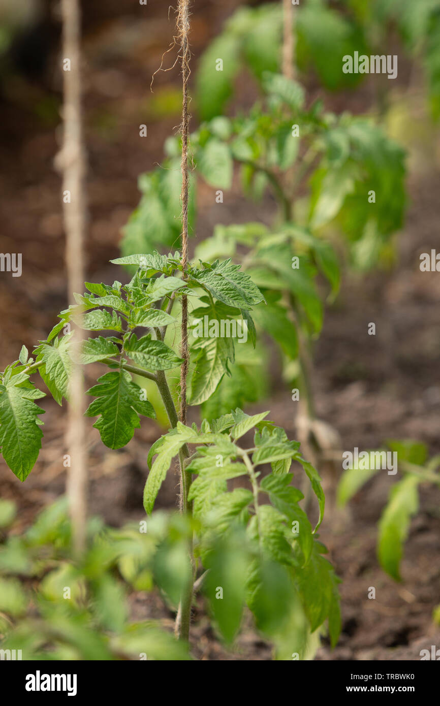 Tige de tomate en pleine croissance avec des feuilles vertes à serre. Gros plan de la vigne tomates écologique biologique plante. Banque D'Images