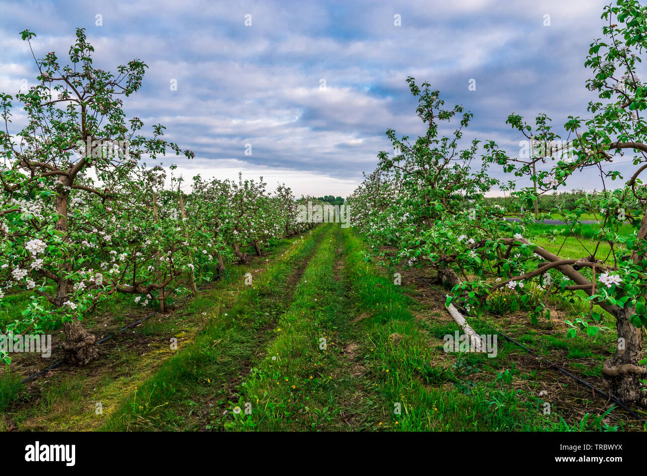 Apple Orchard montrant pommiers en fleurs Banque D'Images