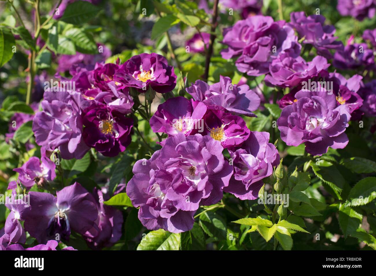 Rhapsody in Blue roses au Bush's Pasture Park à Salem, Oregon, USA. Banque D'Images