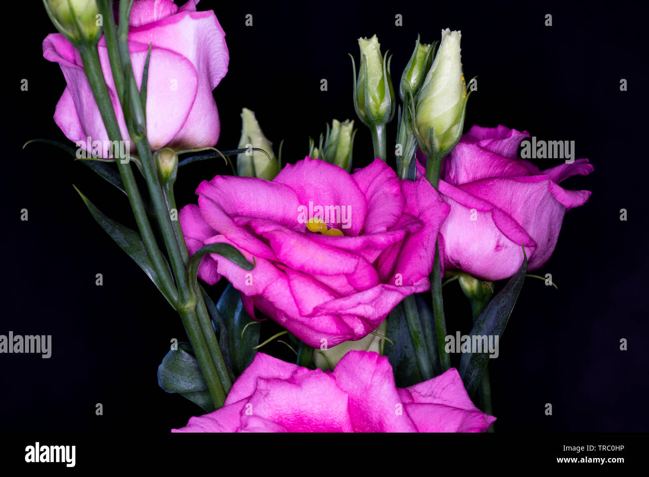 Eustoma, communément appelé ou de lisianthus gentiane blanche, genre de la famille des gentianacées, macro avec profondeur de champ Banque D'Images