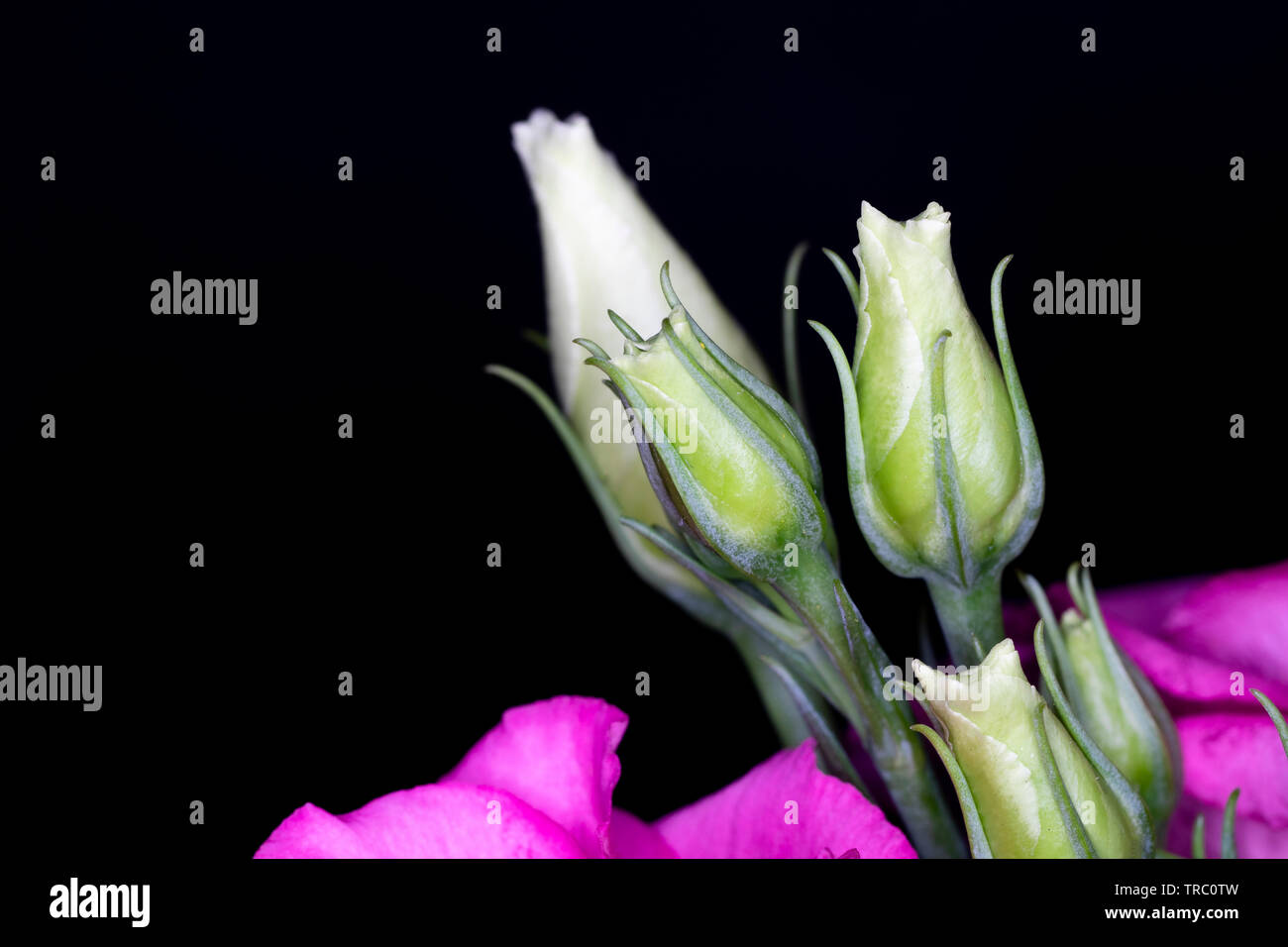 Eustoma, communément appelé ou de lisianthus gentiane blanche, genre de la famille des gentianacées, macro avec profondeur de champ Banque D'Images