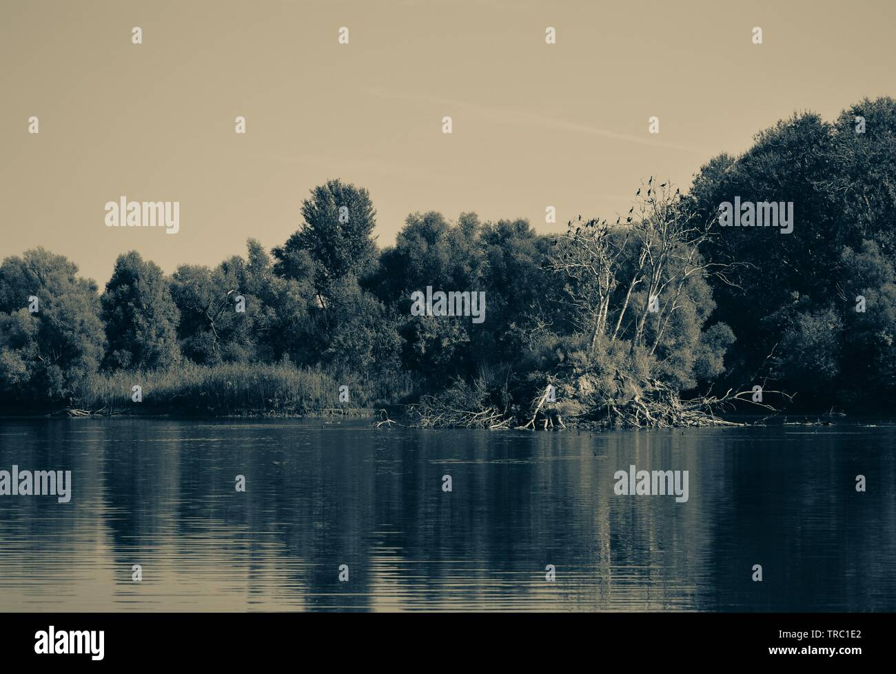 Paysage du lac, Kopački rit, la photographie noir et blanc Banque D'Images