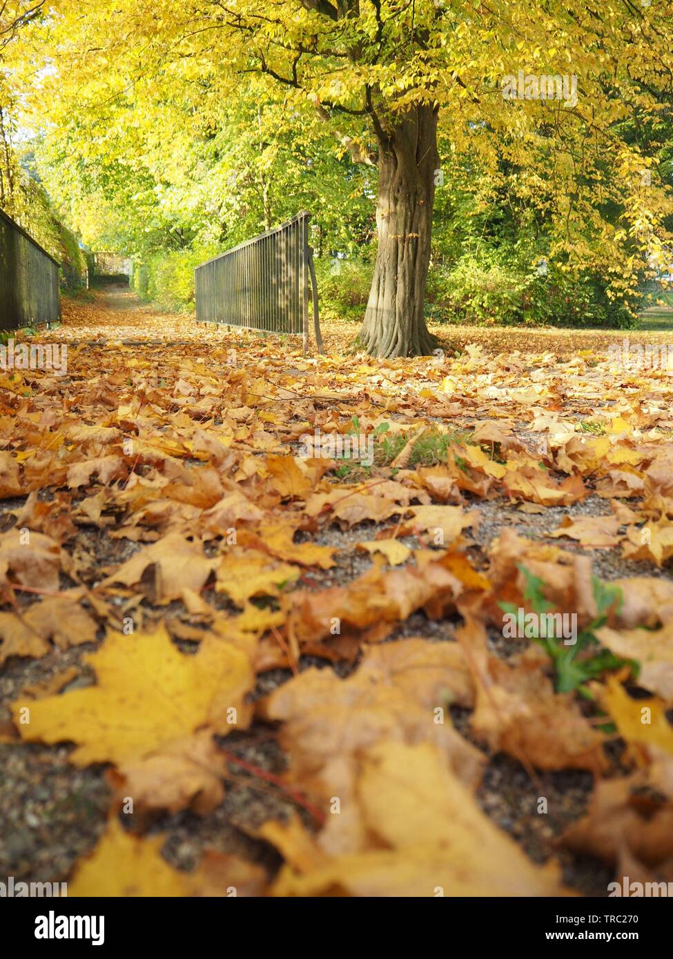 Feuilles d'automne sur un sentier dans les bois avec des arbres en arrière-plan avec des feuilles jaunes. Banque D'Images