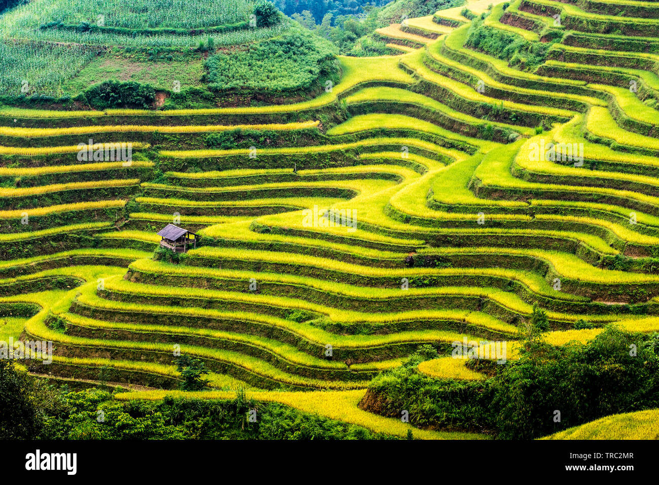 Belle vue sur les terrasses de riz de mûrir dans Y Ty, Vietnam en temps de récolte. Banque D'Images