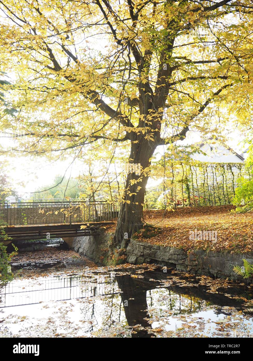 Arbre d'automne à côté d'un étang avec un pont. Banque D'Images