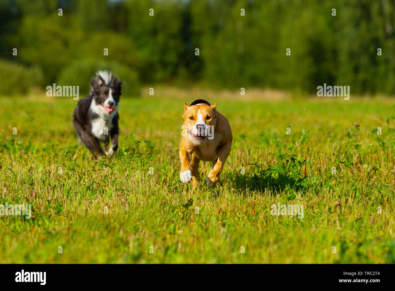 Chien du jardinier. L'été. Promenade. Champ. Le foin. Chien. La nature. Border Collie et le Staffordshire terrier sont la marche dans le domaine Banque D'Images