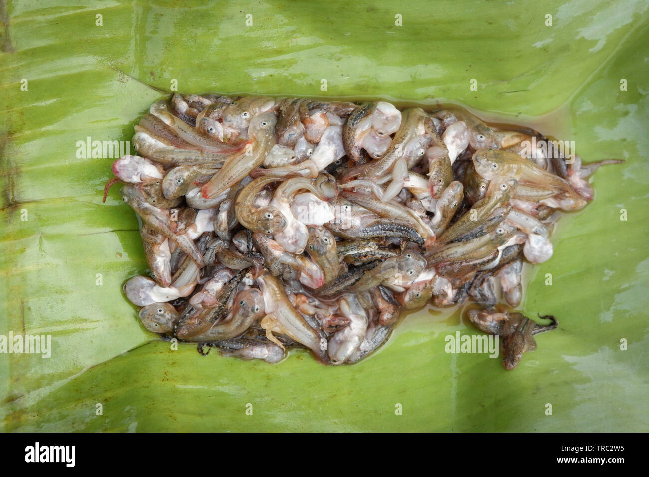 Les têtards de grenouille bébé sur des feuilles de banane pour faire cuire des aliments dans les pays d'Asie Banque D'Images