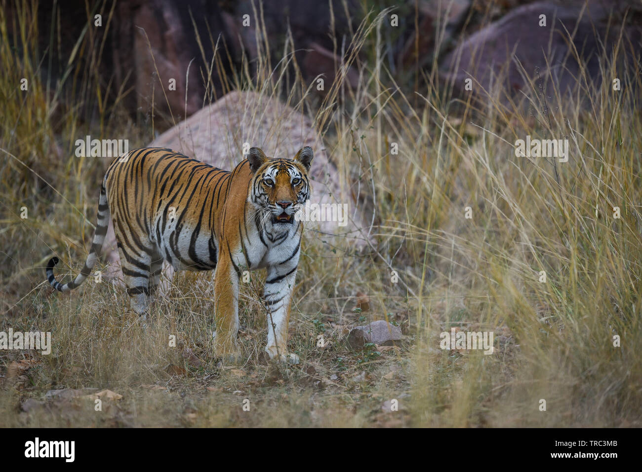 Un tigre du Bengale royal pour flâner sur le marquage de son territoire. Une tête sur coup d'une tigresse enceinte à kanha national park, Mandla, Madhya Pradesh Banque D'Images