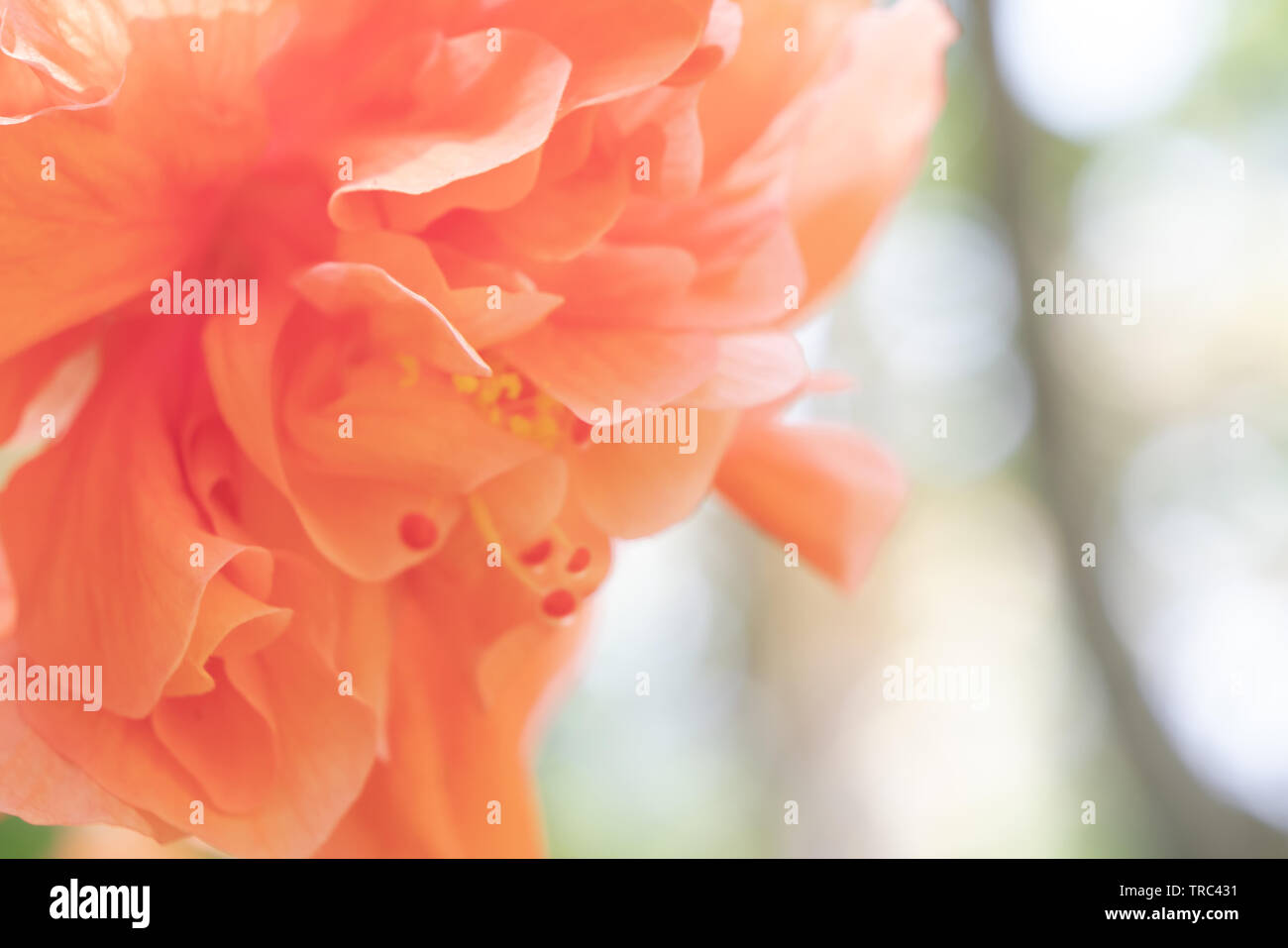 Chaussures Orange brouillée ou fleur rose chinois avec la lumière du soleil et l'espace de copie. Hibicus plantation populaire hybride décorez le jardin par la clôture ou l'allée Banque D'Images
