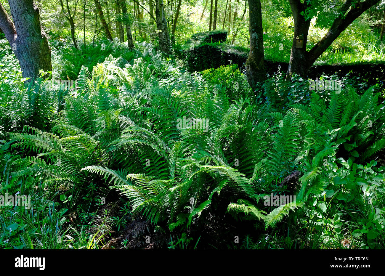 Fougères vert en anglais jardin boisé, Norfolk, Angleterre Banque D'Images