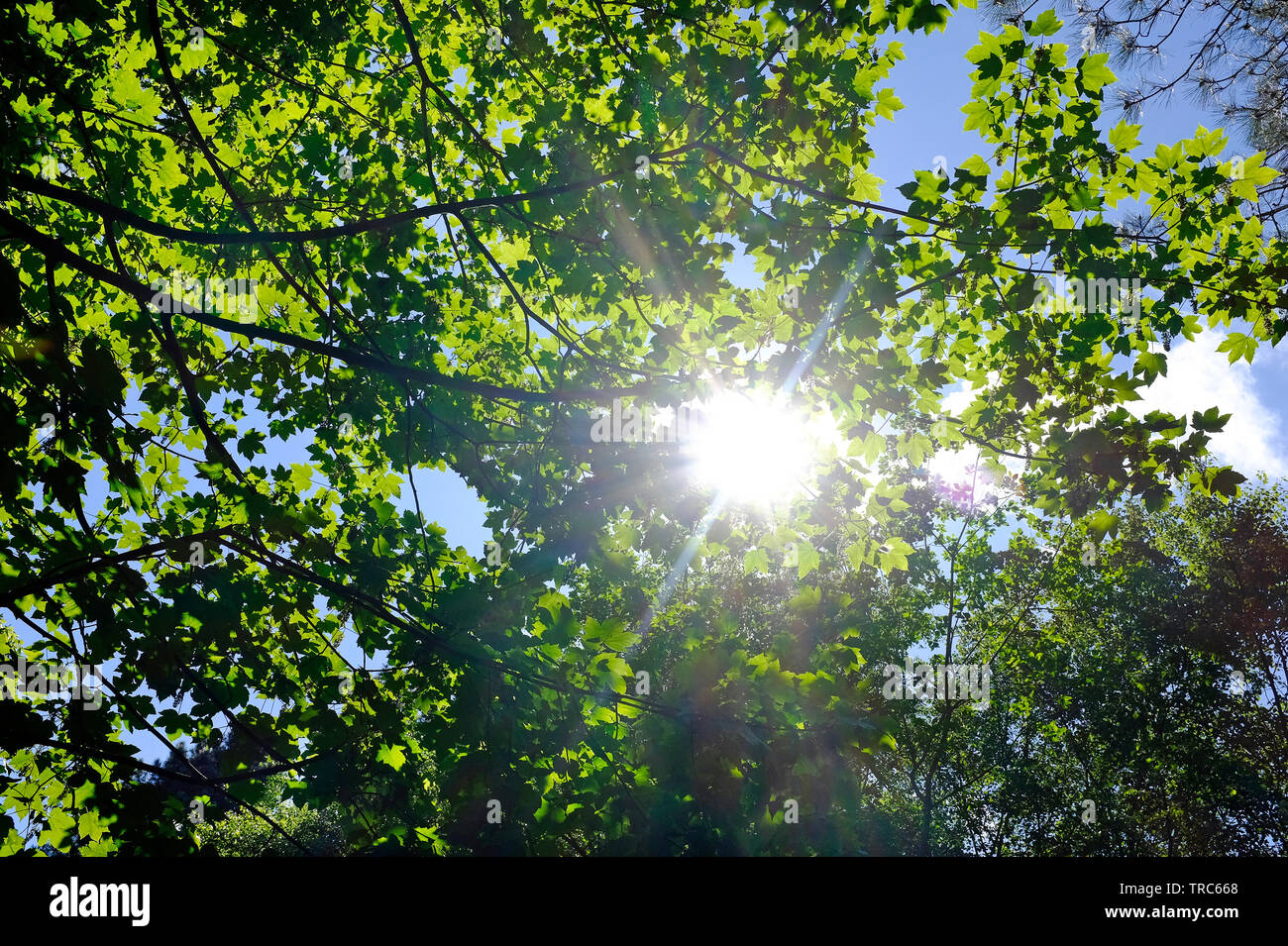 Par starburst soleil green spring leaves on tree Banque D'Images