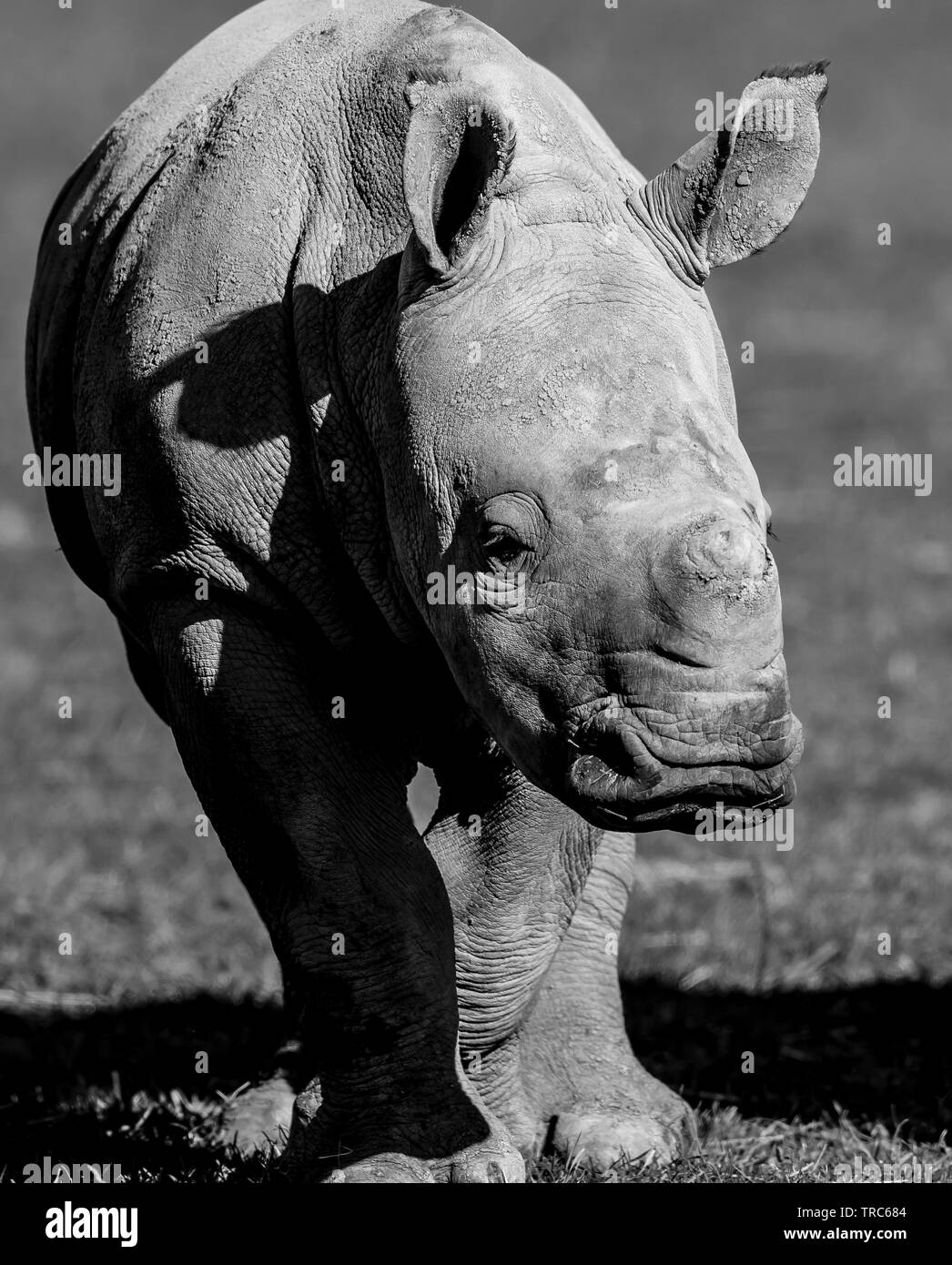 Gros plan de mignon, bébé rhinocéros blanc (Ceratotherium simum) debout isolé, à l'extérieur sous le soleil d'automne au parc animalier britannique. Banque D'Images