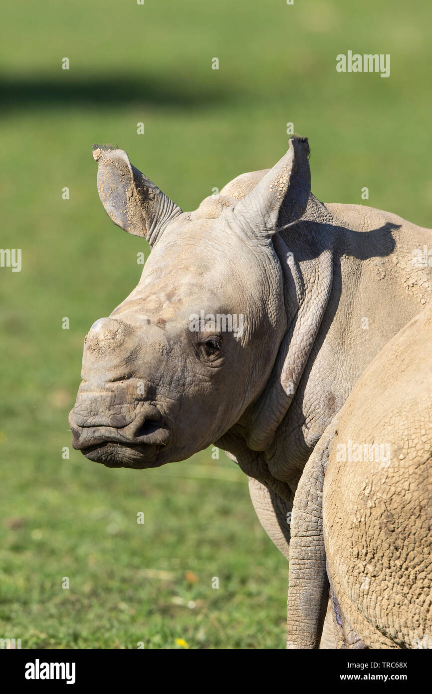 Gros plan mignon, bébé rhinocéros blanc (Ceratotherium simum). Rhinocéros isolé, dos à l'épaule, Cotswold Wildlife Park, Royaume-Uni. Banque D'Images