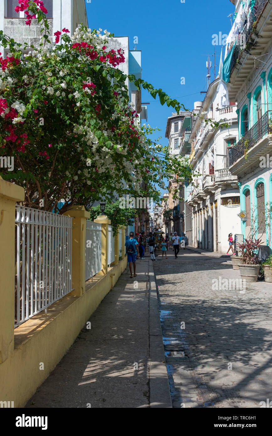 Floraison Bougainvillia dans une des rues historiques pavées de la vieille ville de La Havane (La Habana Vieja), de Cuba, des Caraïbes Banque D'Images