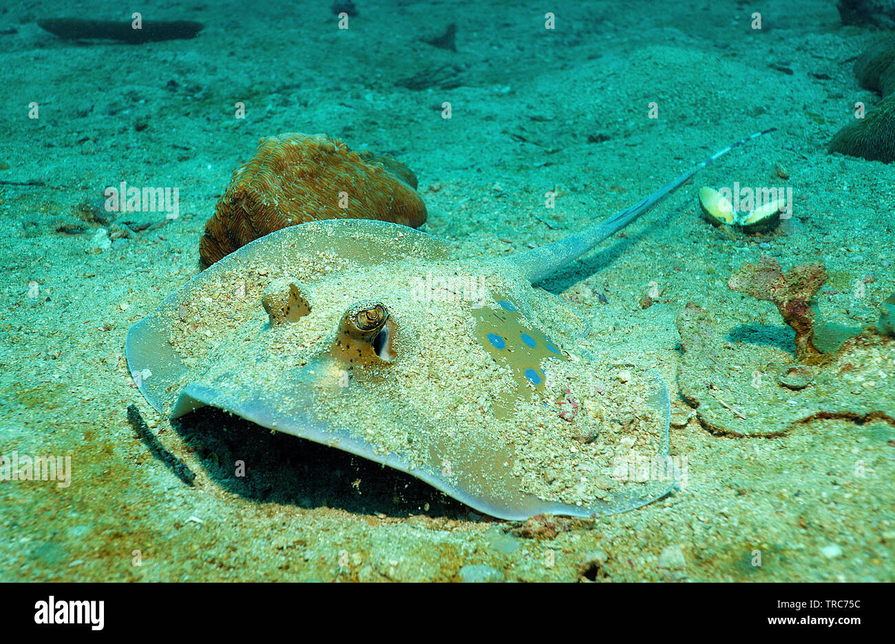 (Dasyatis kuhlii Bluespotted Ray), îles Similan, la mer d'Andaman, Thaïlande Banque D'Images