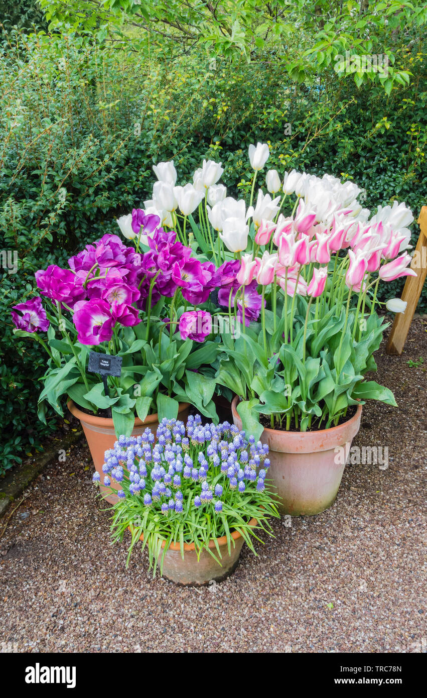Affichage de fleurs dans un groupe de trois pots de jardin, Devon, Angleterre, Royaume-Uni. Banque D'Images