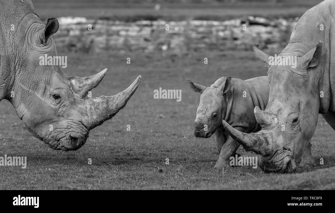Gros plan noir et blanc des rhinocéros blancs du sud (Ceratotherium simum) ensemble en plein air, Cotswold Wildlife Park UK. Mignon bébé rhinocéros. Banque D'Images