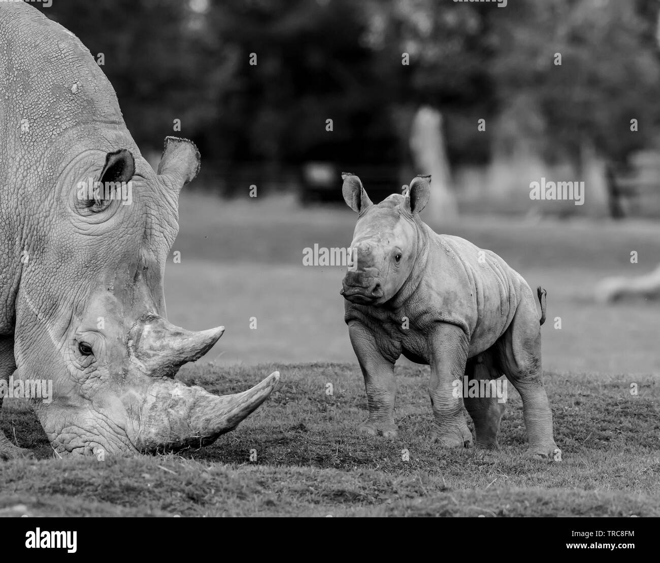Gros plan noir et blanc, rhinocéros blancs du sud (Ceratotherium simum) à l'extérieur, parc animalier Cotswold. Mignon bébé naughty rhino (vue avant). Méfait. Banque D'Images
