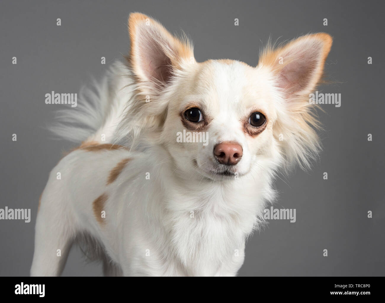 Portrait d'un chien Chihuahua animal de compagnie au Royaume-Uni Banque D'Images