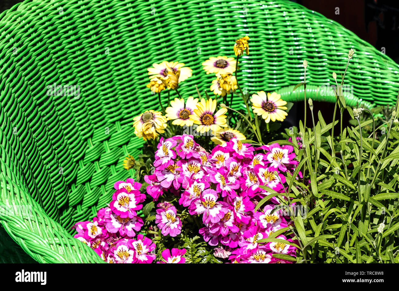 Schizanthus grahamii en pot Fleur sur la chaise en rotin vert Banque D'Images