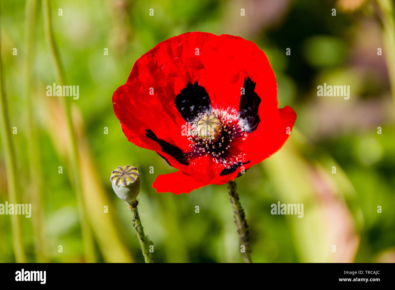 Close up de la grecque Rouge Coquelicot avec les yeux noirs (Papaver rhoeas), de la famille du coquelicot Papaveraceae. Le coquelicot est aussi un symbole des soldats morts depuis Banque D'Images